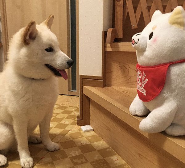 忠犬もちしばと柴犬