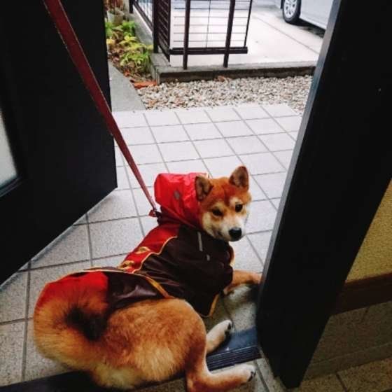 シニア犬になったら生活習慣を見直そう