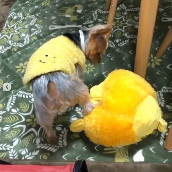 ライオンのぬいぐるみと遊ぶ豆太くん