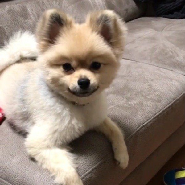 ポメラニアン