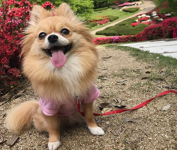 散歩する犬