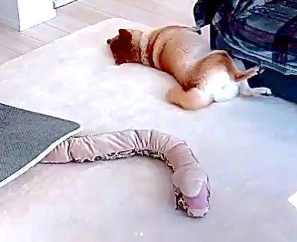 お留守番中の味噌ちゃん