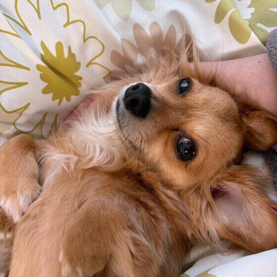 甘えんぼ中のワンちゃん