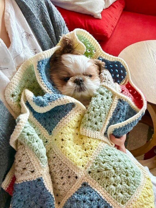 「ブランケットに包まれ寝る姿がかわいらしく撮影した1枚」なのだとか