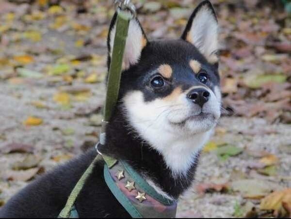 散歩中の柴犬