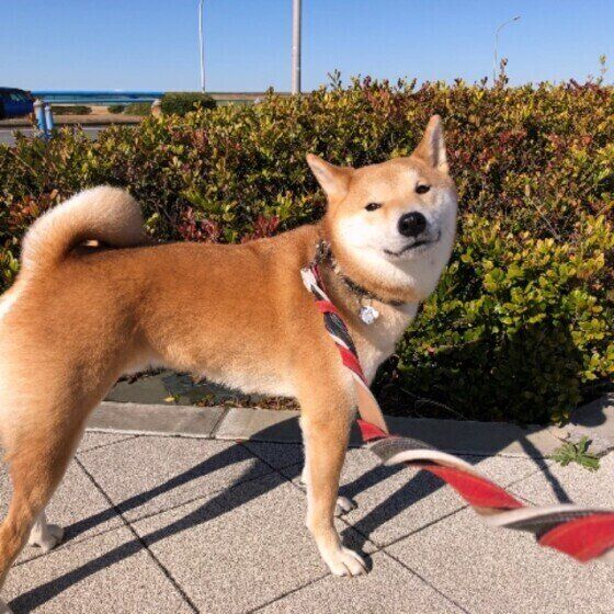 散歩する柴犬
