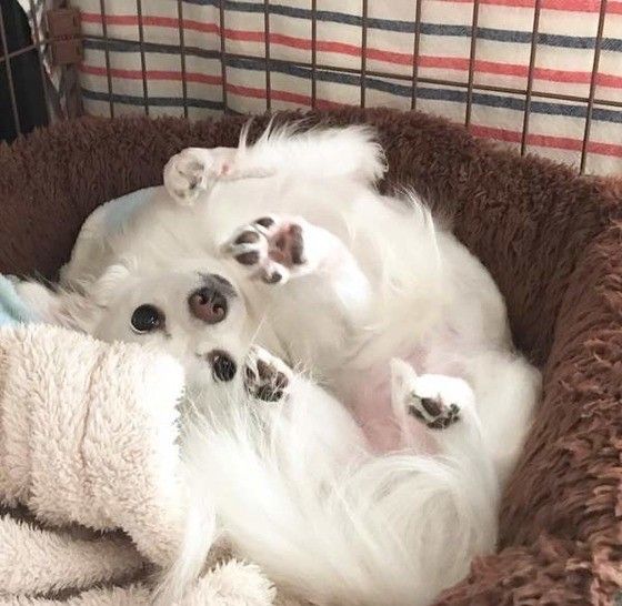 甘えるチワワ