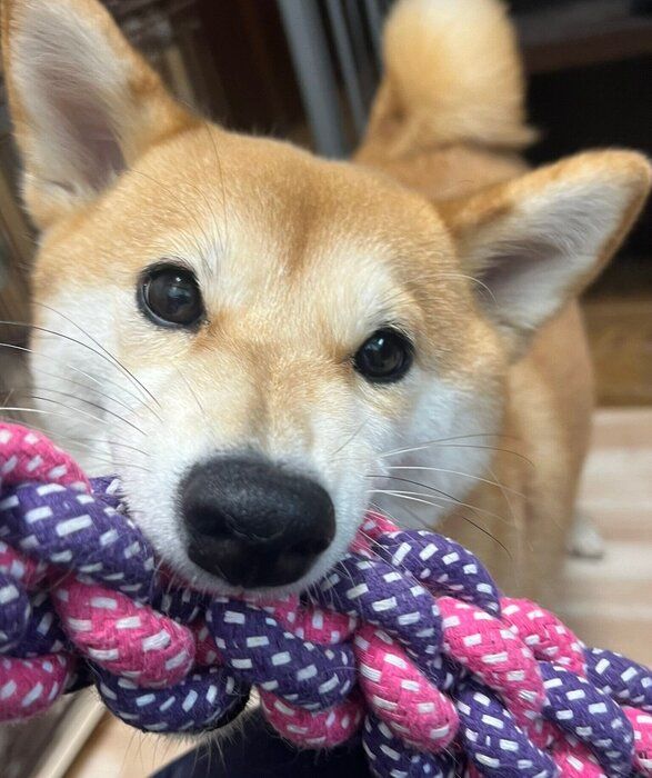 「無邪気でかわいい」と飼い主さん。