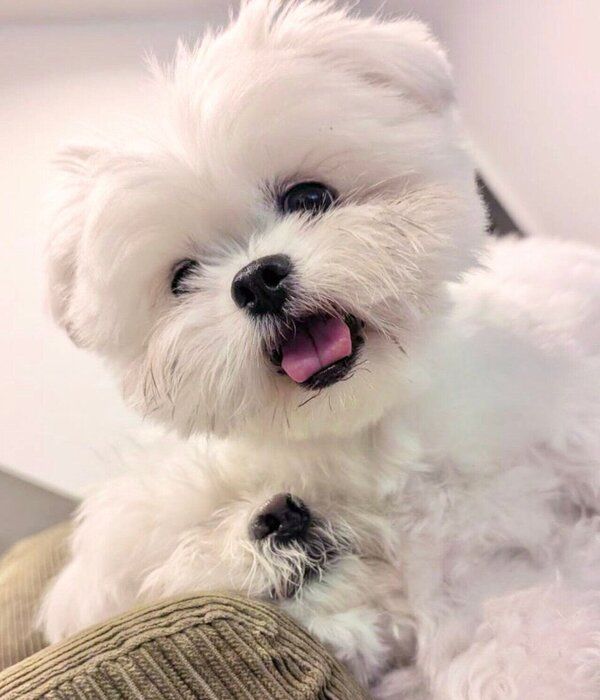 わむうくんをムギュッと潰してしまうチーズちゃん