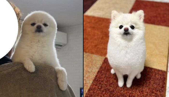 別犬のようなぽんちゃん