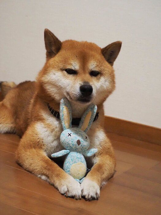 うさぎのおもちゃをかかえるポンさん