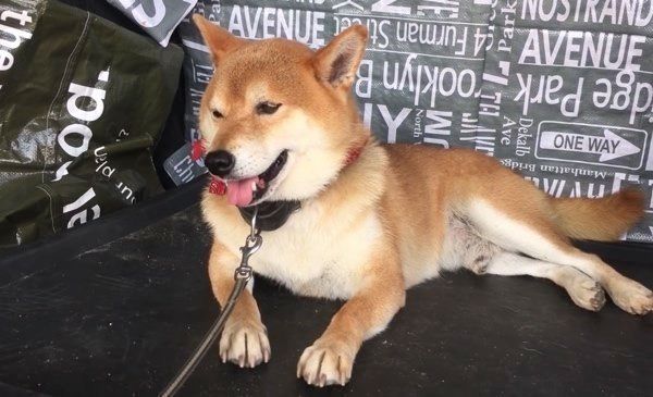 棒で遊ぶ柴犬