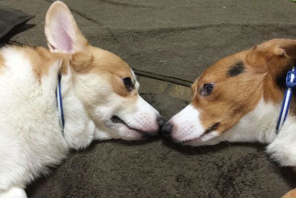 見つめ合う犬