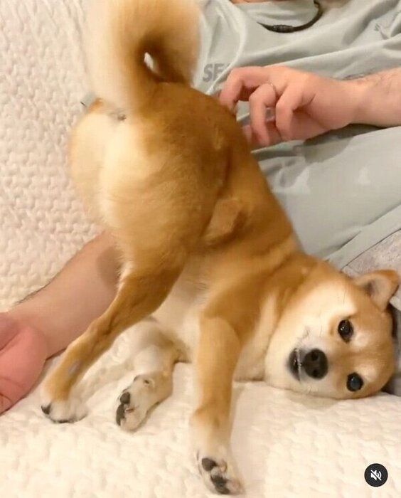 独特な体勢でなでられるにこちゃん