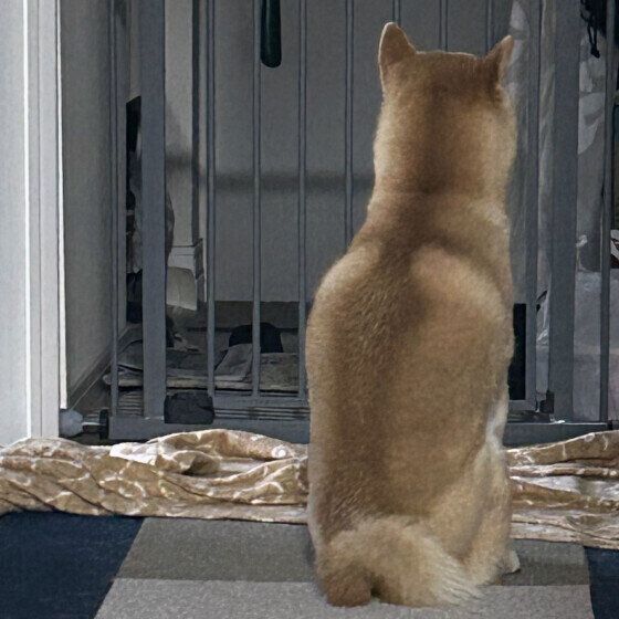 柴のそらちゃん