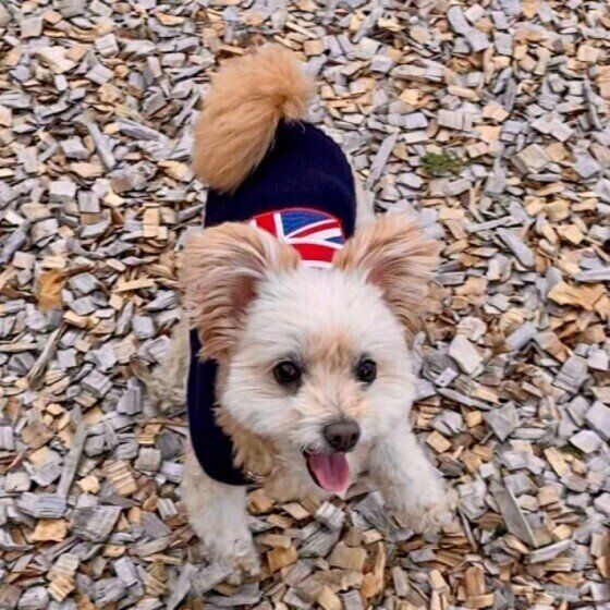 外で遊ぶMIX犬