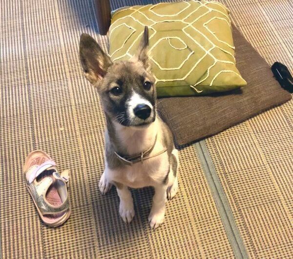 お座りをするととちゃん