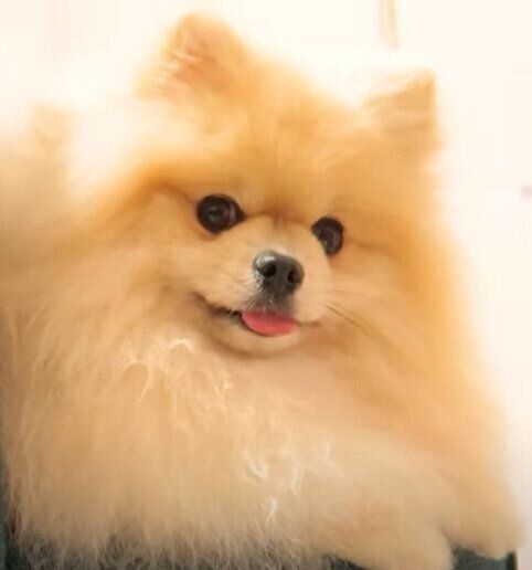 見つめるモチちゃん