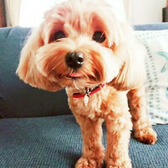 ピノちゃん Mix(雑種)小型犬