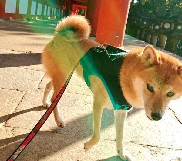お散歩するなつさん