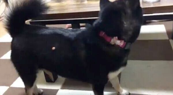 ドッグフードを探すトキコちゃん