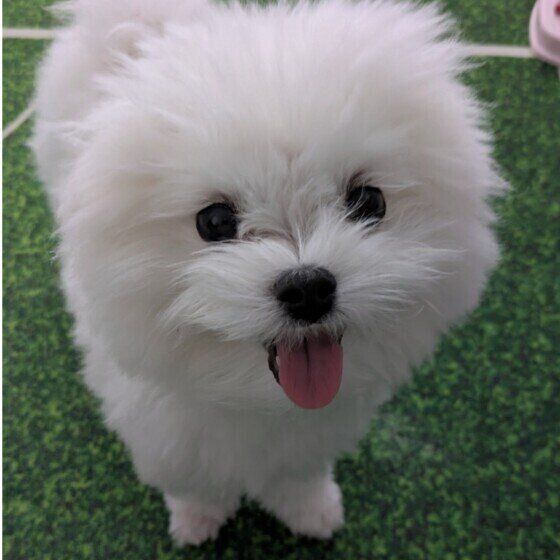 笑顔のミックス犬