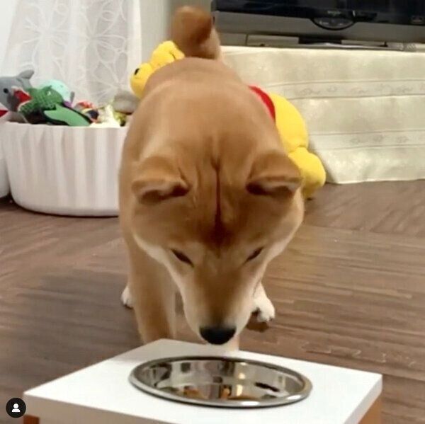 ごはんを食べるうにくん