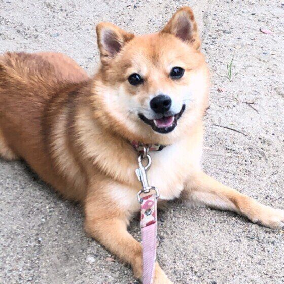 柴犬のむぎちゃん