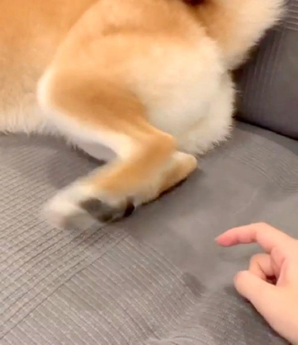 キックする柴犬