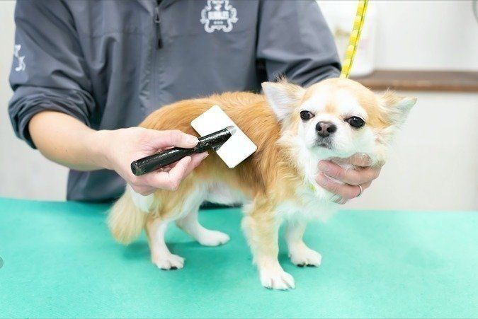 さらに心配なのがフィラリア症
