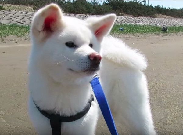 秋田犬
