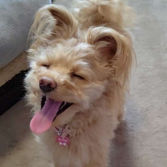 笑顔の犬
