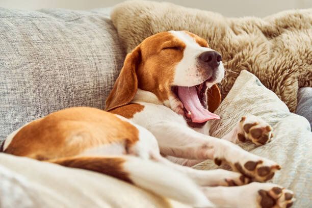 ビーグルはソファのあくびで眠って疲れた
