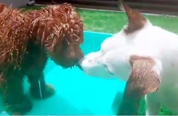水遊びワンズ