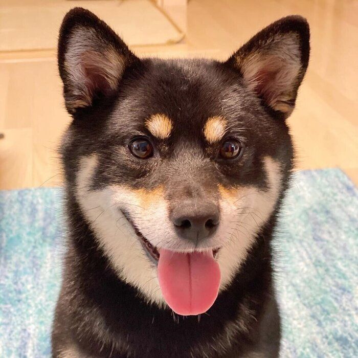 ラガーちゃん