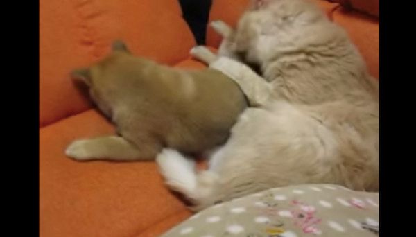柴犬の子犬と猫