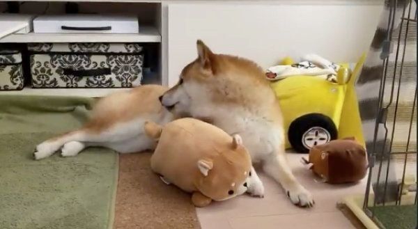 枕の使い方が人間みたいなぽてとくん