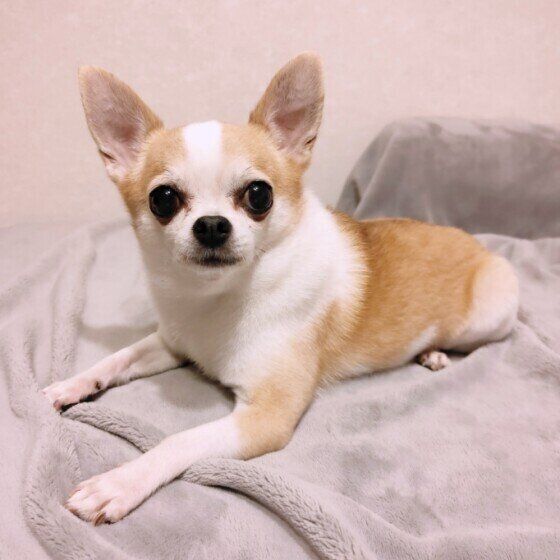 チワワのココくん