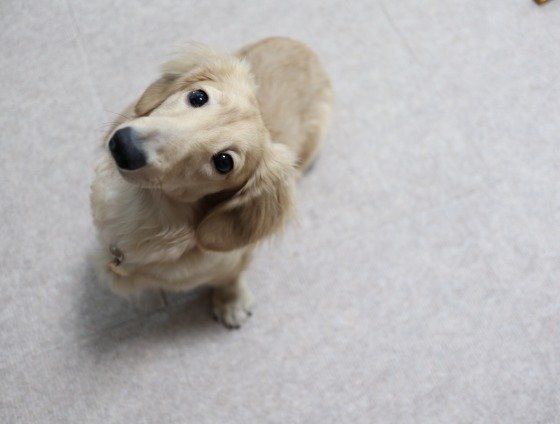 首をかしげるカニーンヘン・ダックスフンド