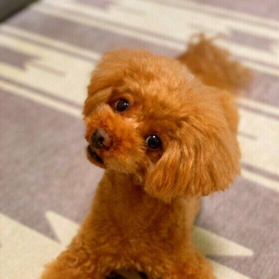 犬が飼い主の足元で寝るのはナゼ 知るとちょっとキュンとする理由とは いぬのきもちweb Magazine