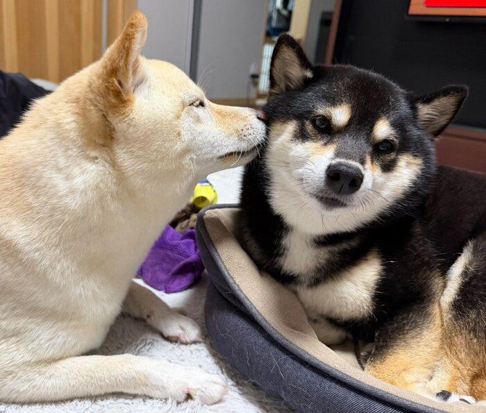 仲良しな2頭