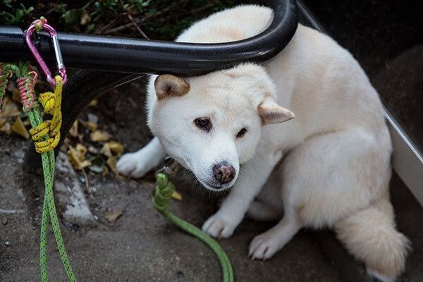 待たされる犬