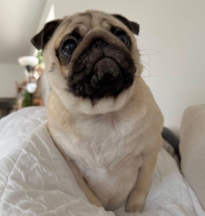 生後11カ月になったもろみちゃん