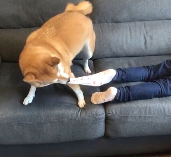 妹ちゃんの靴下を奪おうとするももかちゃん