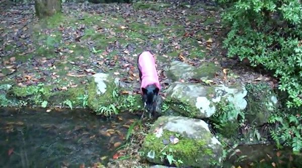 池ぽちゃ