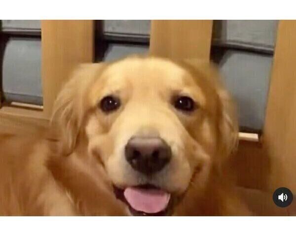 な なんだこれは 笑顔満点だった犬のまさかの展開 驚きの表情に笑える いぬのきもちweb Magazine