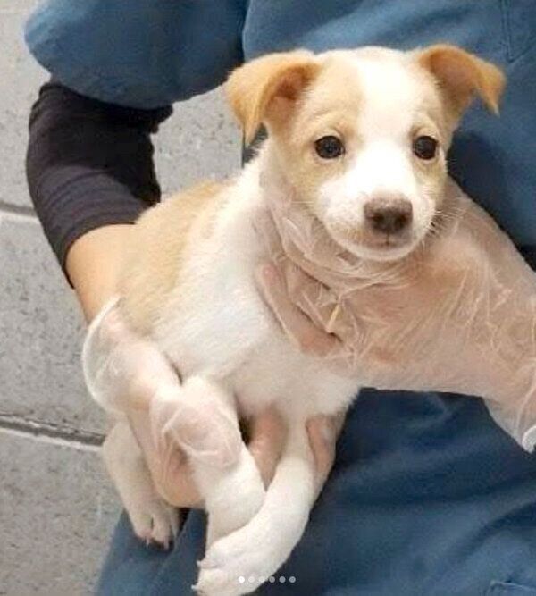 捕獲された当時のニコラちゃん