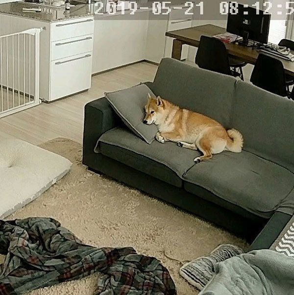 くつろぐ柴犬
