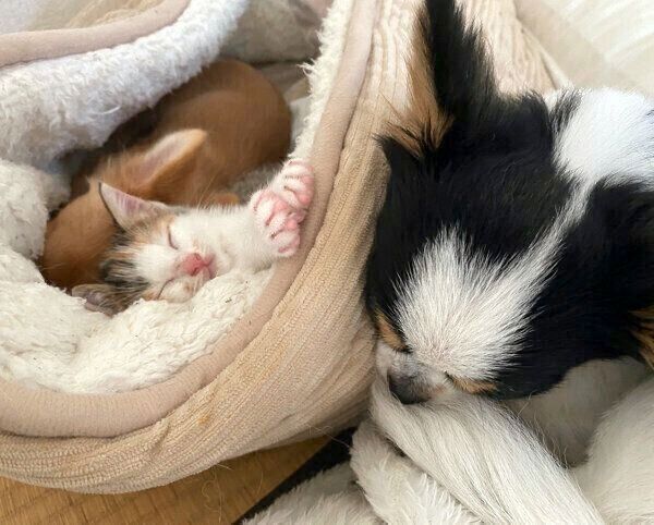 仲良く眠るぶーちゃん、ものこちゃん、えびちゃん