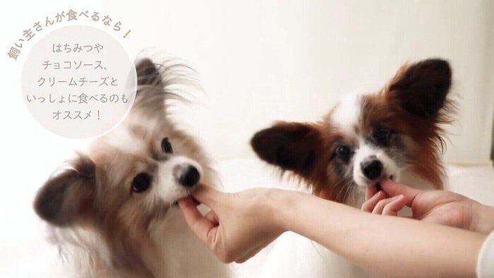 【SNSでも大人気!】カンタン!おうちで作れる犬のおやつレシピ(かぼちゃとキャロブのオーナメントクッキー